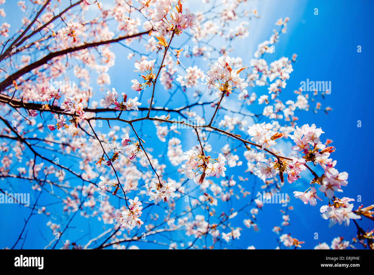 Sakura/ cherry blossom in springtime Stock Photo