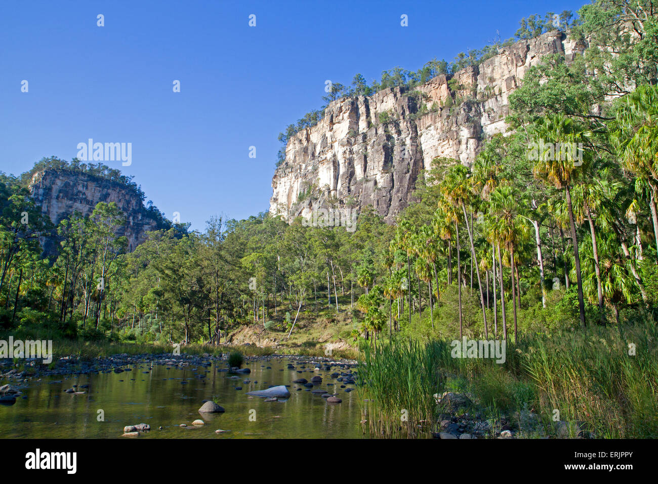 Carnarvon fan palms in Carnarvon Stock Photo Alamy