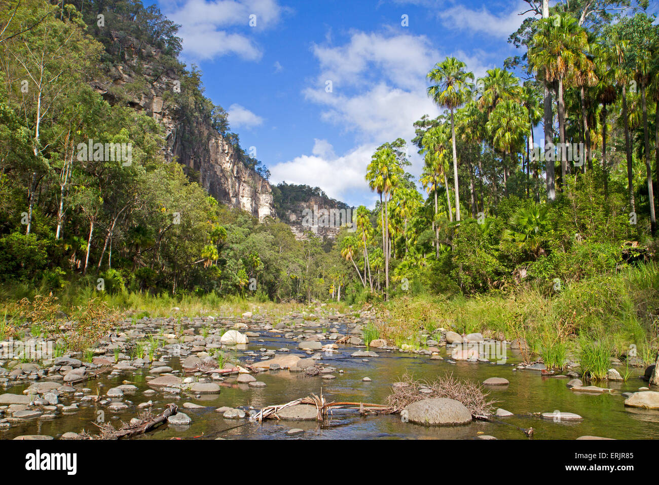 Carnarvon fan palms in Carnarvon Stock Photo Alamy