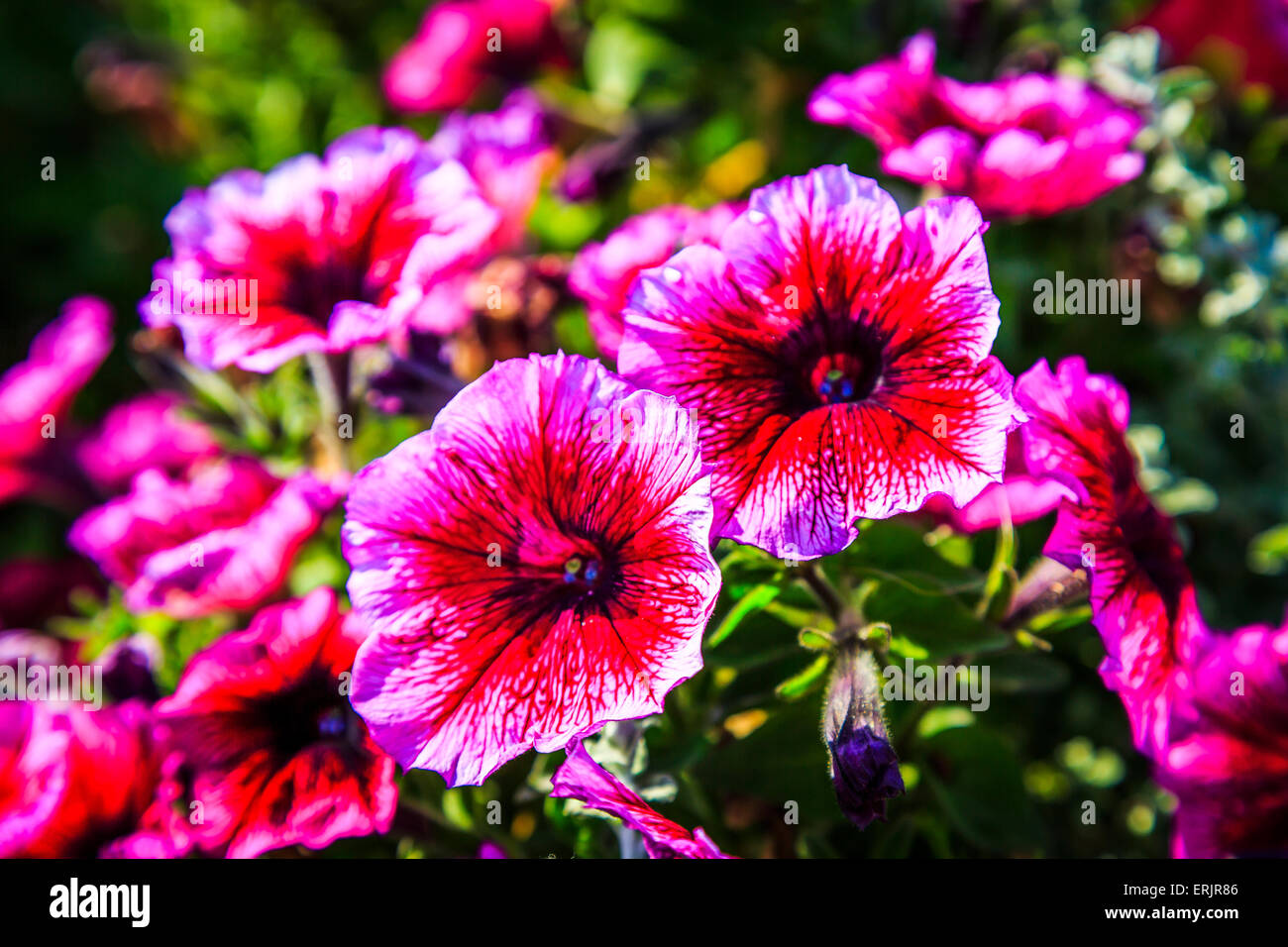 English flower blooms in an English country garden Stock Photo