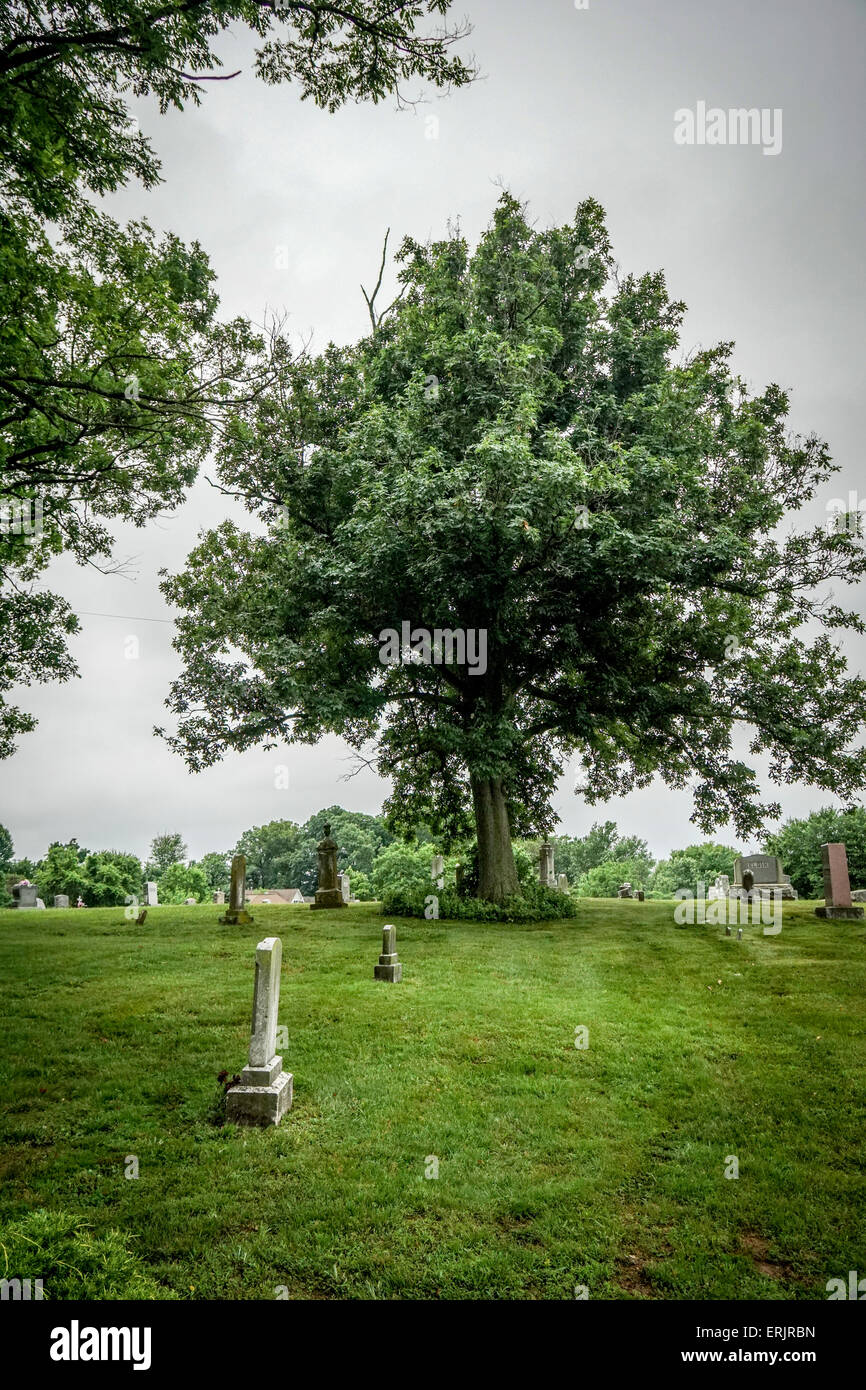 Tree in a Churchyard Stock Photo
