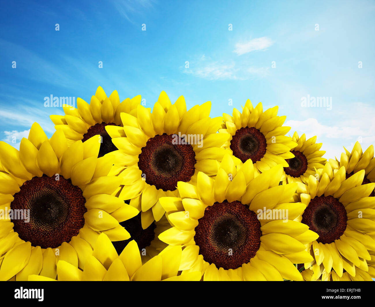 Sunflowers against the blue sky background Stock Photo - Alamy