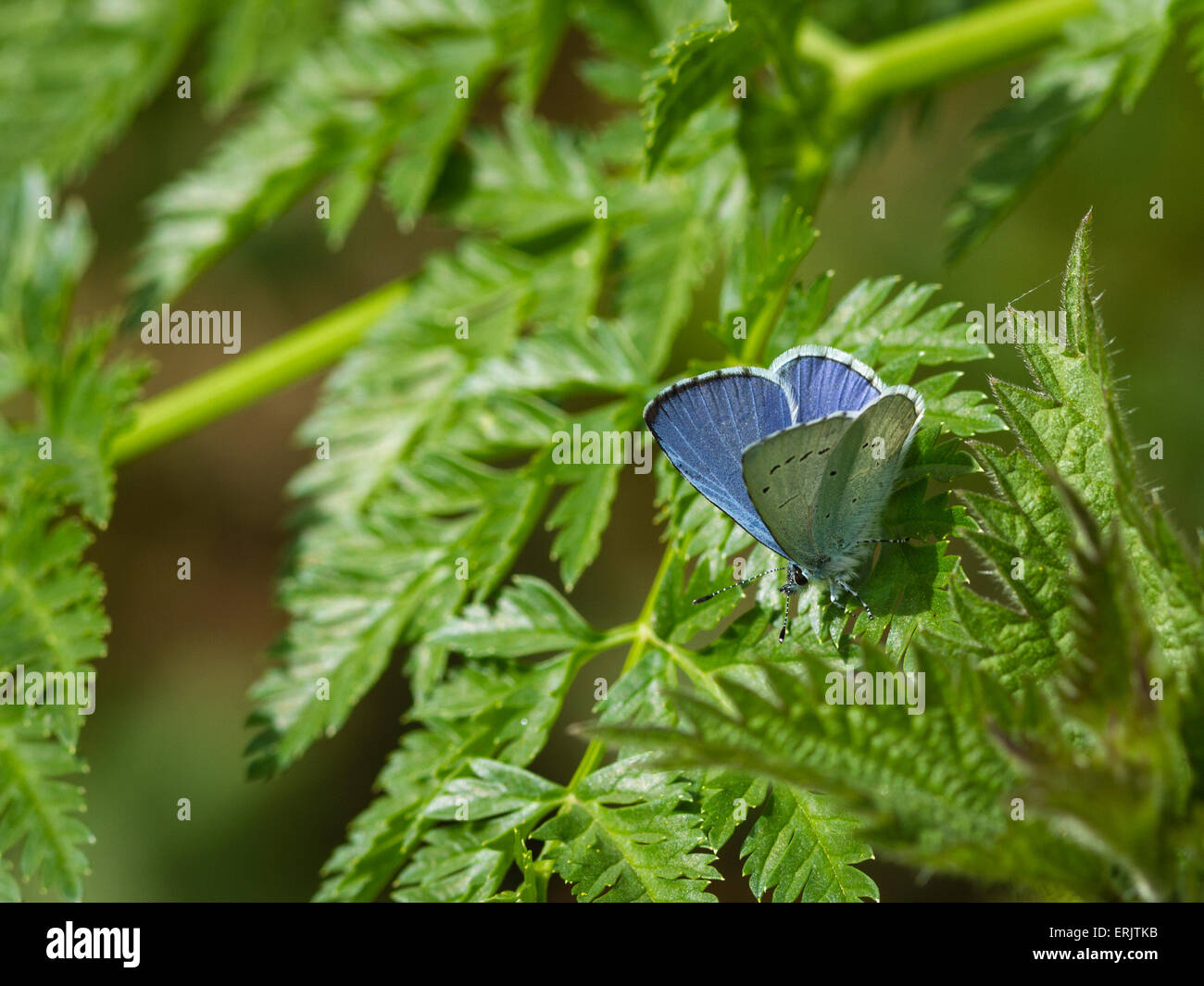 A male Holly Blue butterfly on vegetation Stock Photo