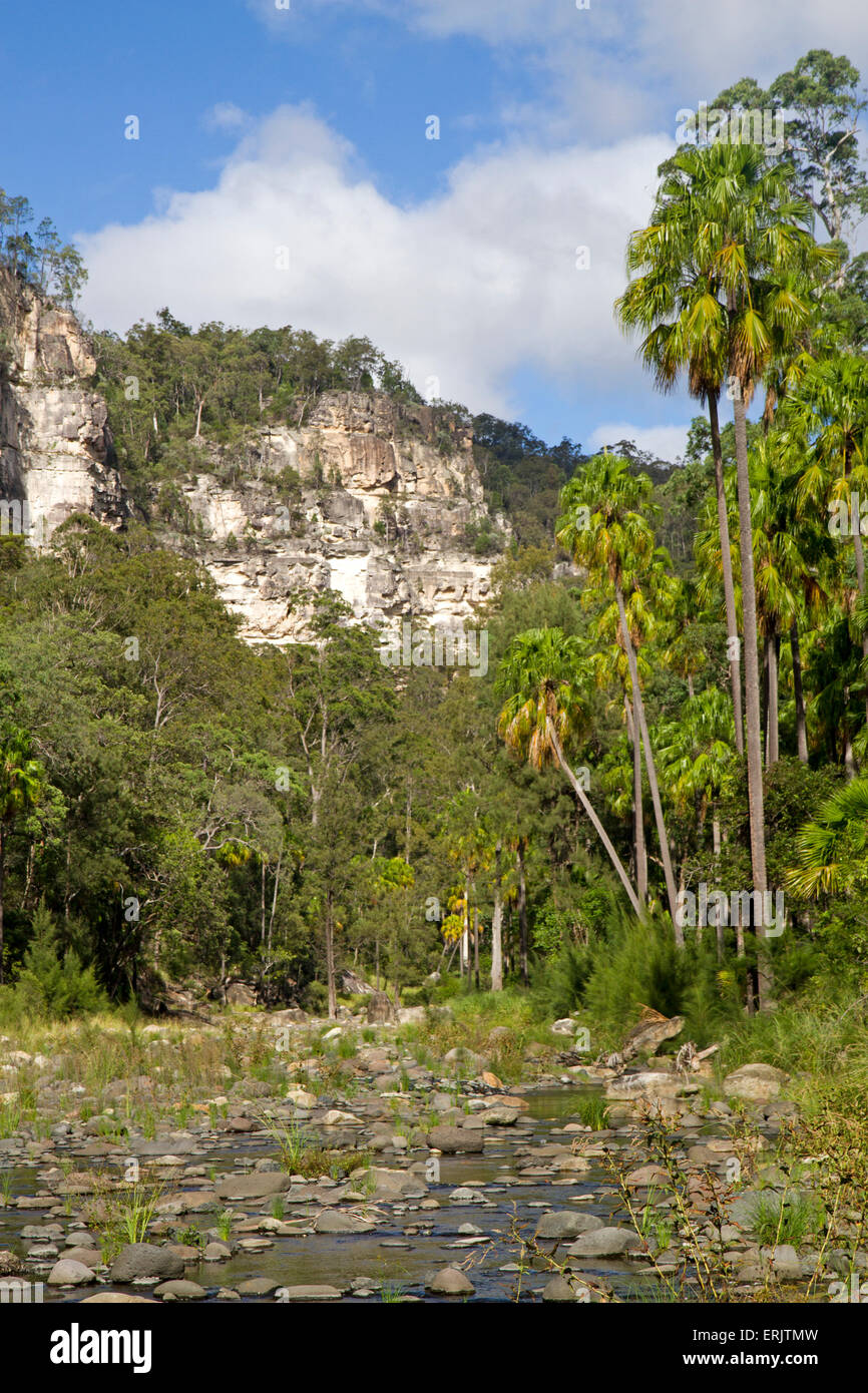 Carnarvon fan palms in Carnarvon Stock Photo Alamy