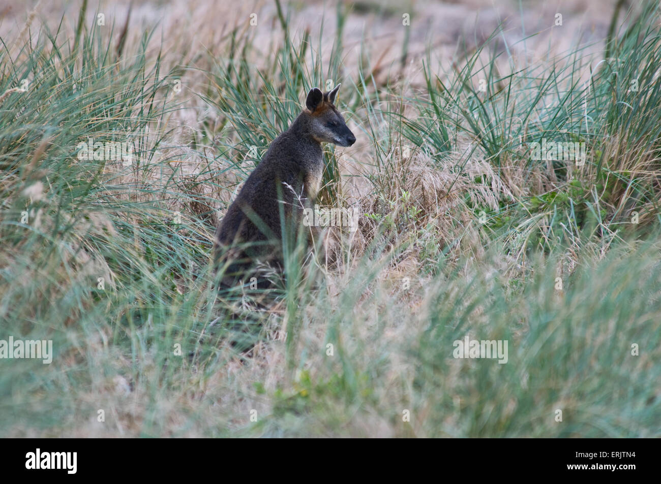 Kangaroo in Grass Stock Photo