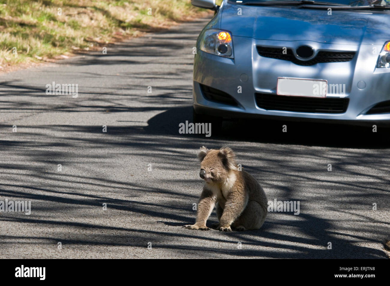 Koala Bear on Road in front of Car Stock Photo