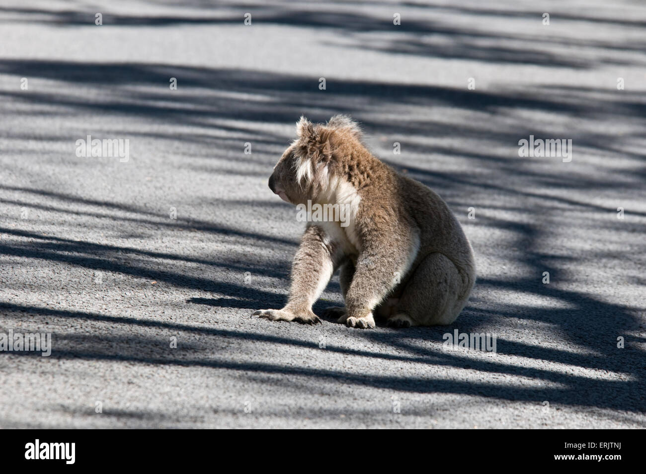 Koala Bear on Road Stock Photo