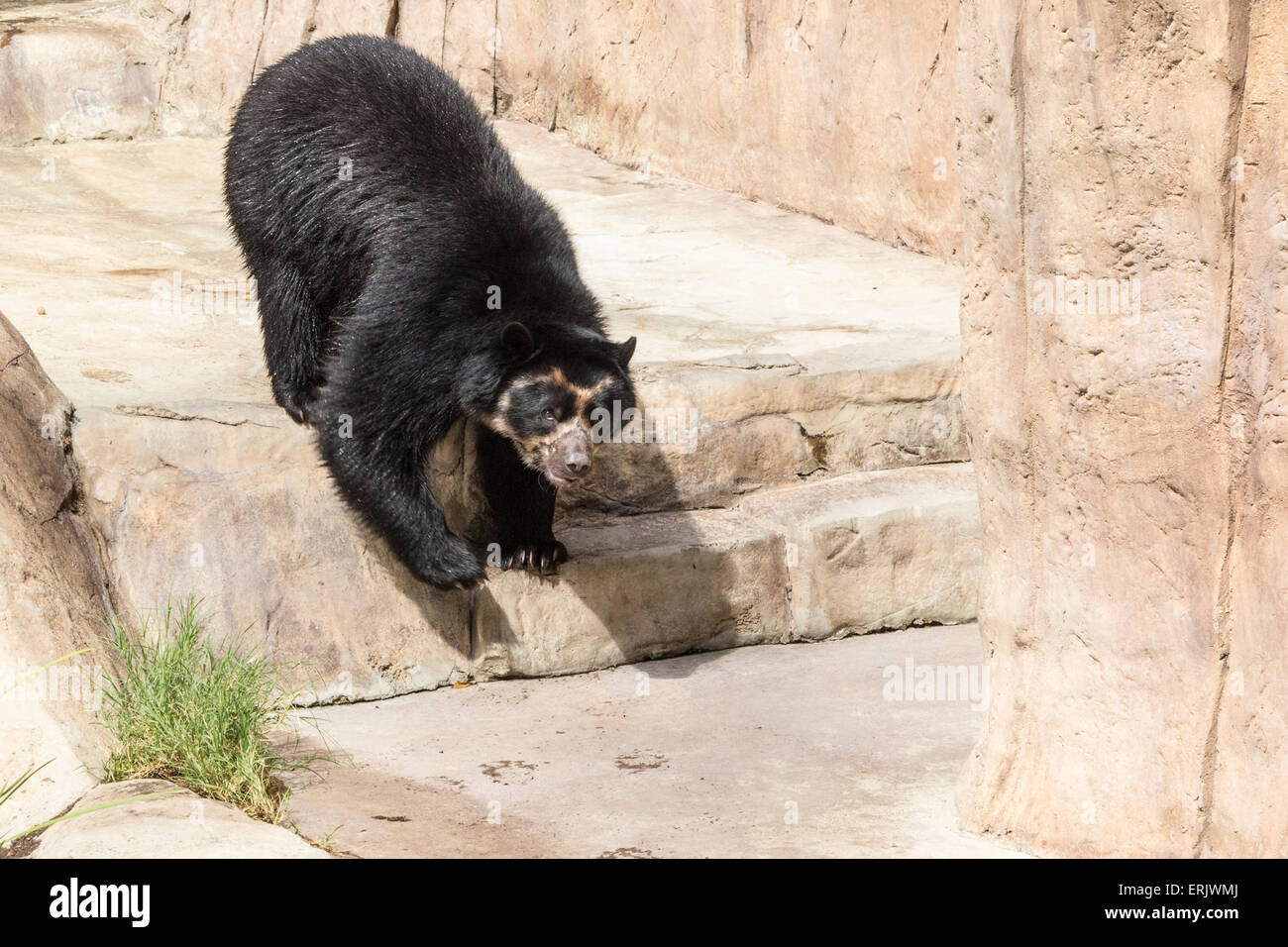 Andean Bear or Spectacled Bear at San Diego Zoo. Stock Photo