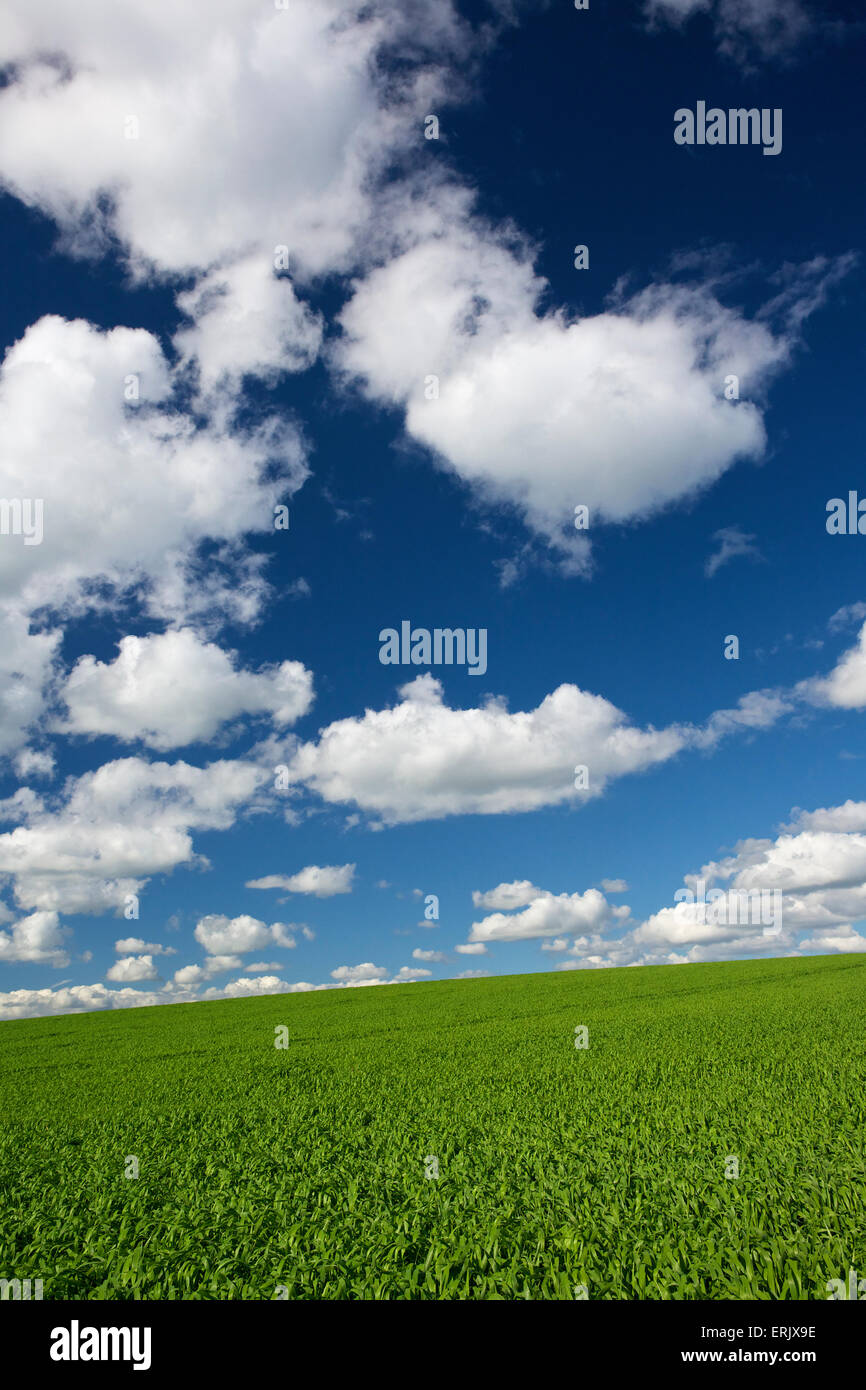 Wheat field with Blue Sky and Cumulus Clouds UK Stock Photo - Alamy