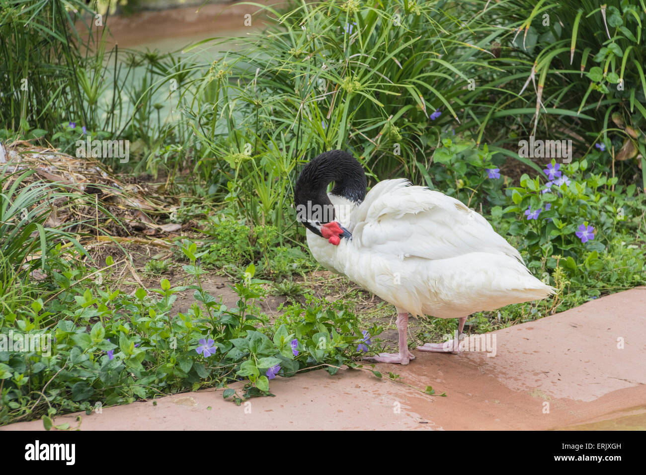 Black-necked Swan in San Diego Zoo. Stock Photo
