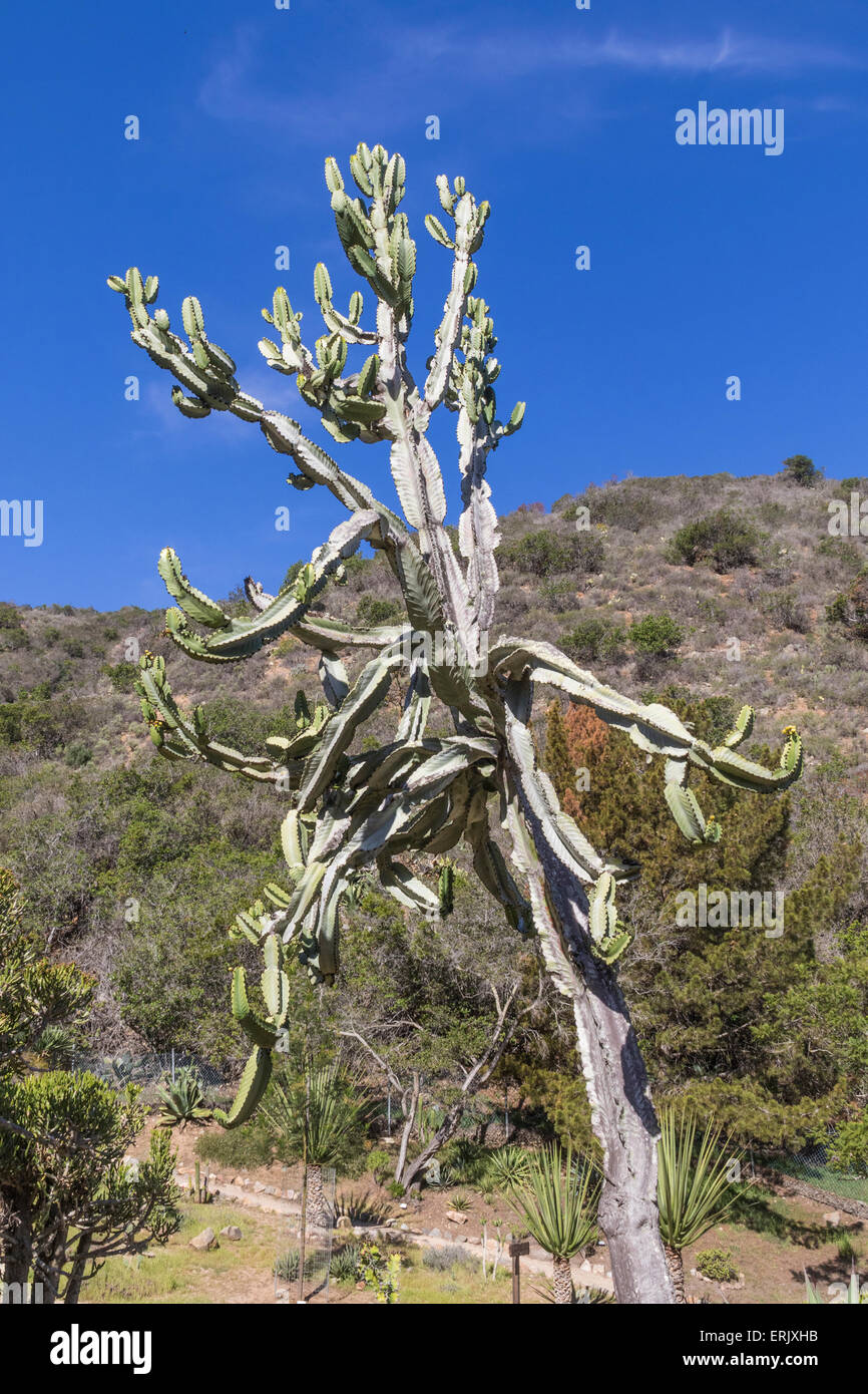 Candelabra Tree or 'Cactus Euphorbia' in 'Wrigley Memorial Botanical Garden' on Santa Catalina Island. Stock Photo