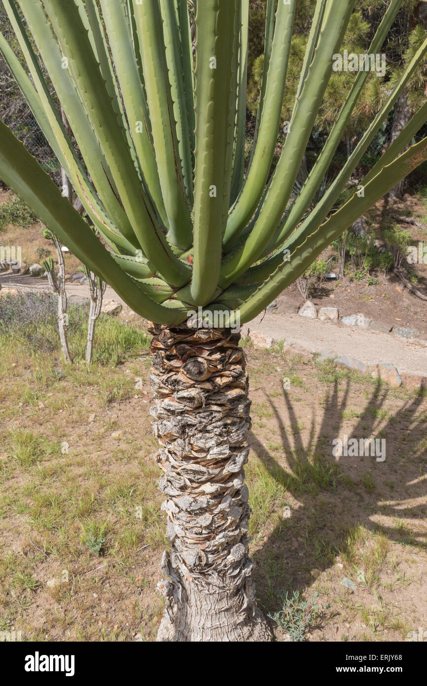 Furcraea macdougalii agavelike plant in "Wrigley Memorial Botanical