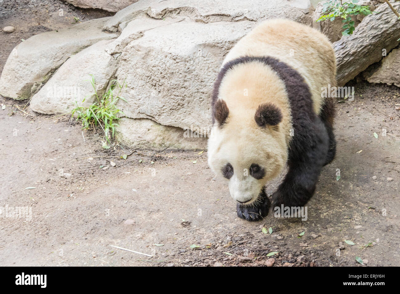 San diego zoo panda hi-res stock photography and images - Alamy