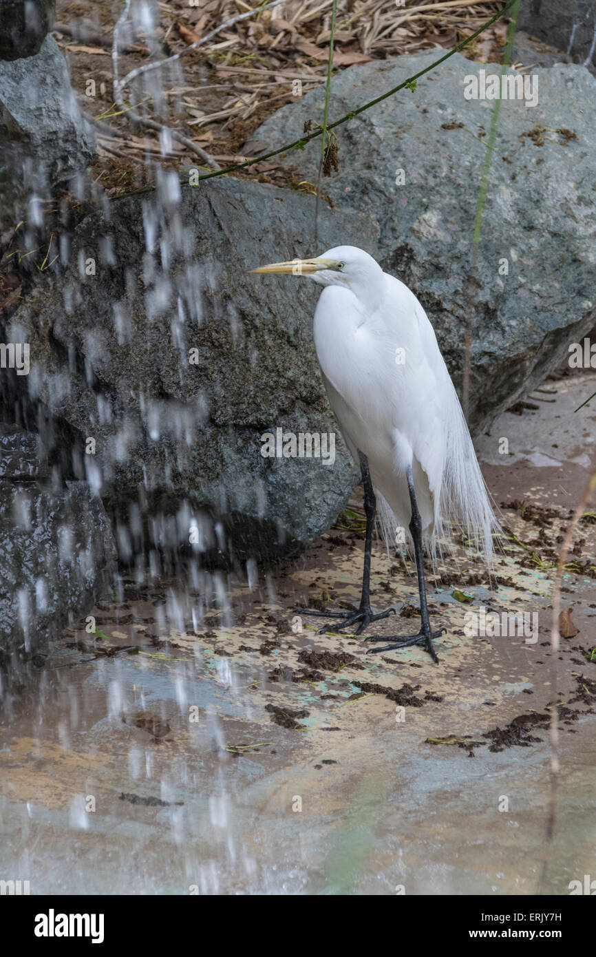 Great Egret at Waterfall in San Diego Zoo. Stock Photo
