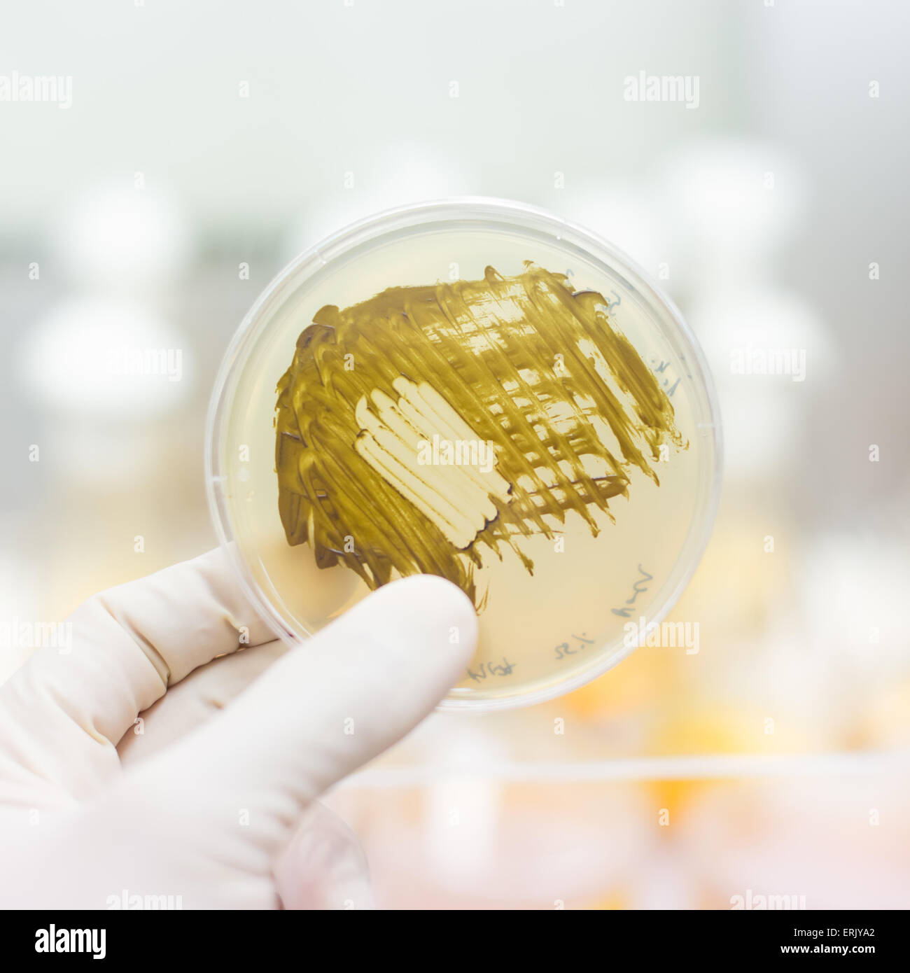 Agar plate hires stock photography and images Alamy