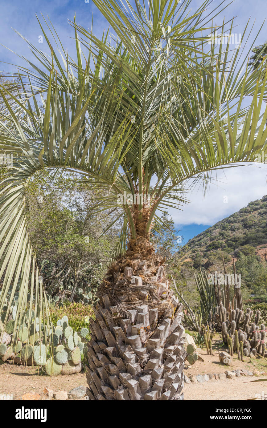 'Jelly Palm' in 'Wrigley Memorial Botanical Garden' on Catalina Island Stock Photo