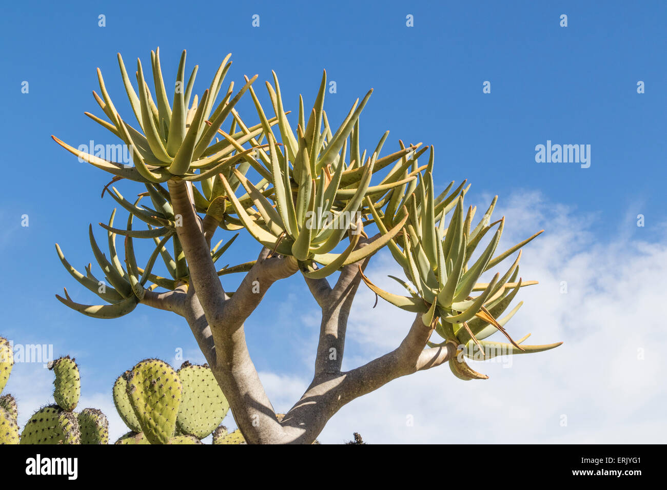 Kokerboom or 'Quiver Tree' in 'Wrigley Memorial Botanical Garden' on Catalina Island Stock Photo