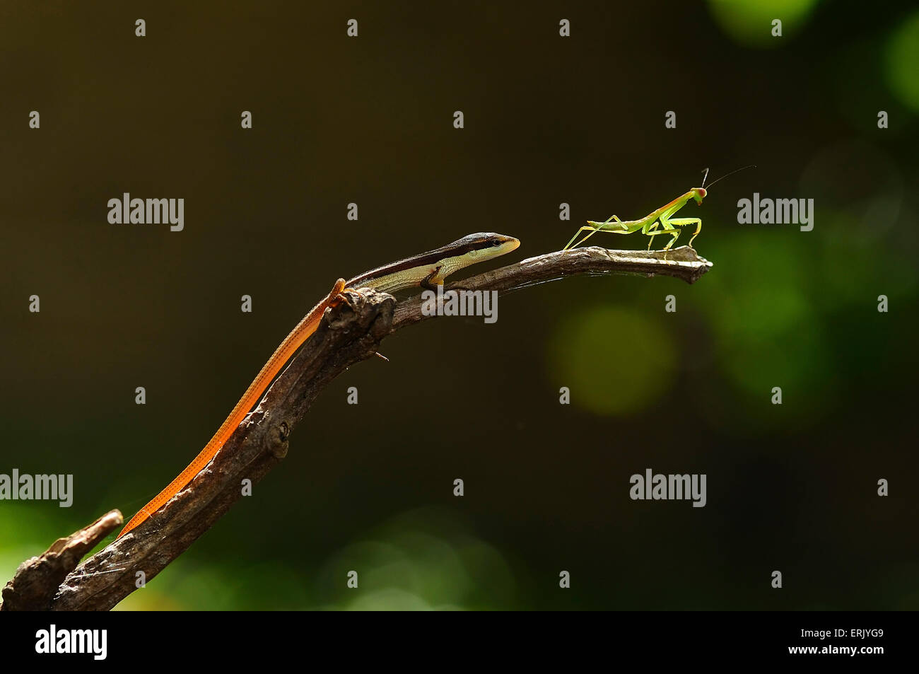 A lizard chasing a praying mantis on a branch Stock Photo