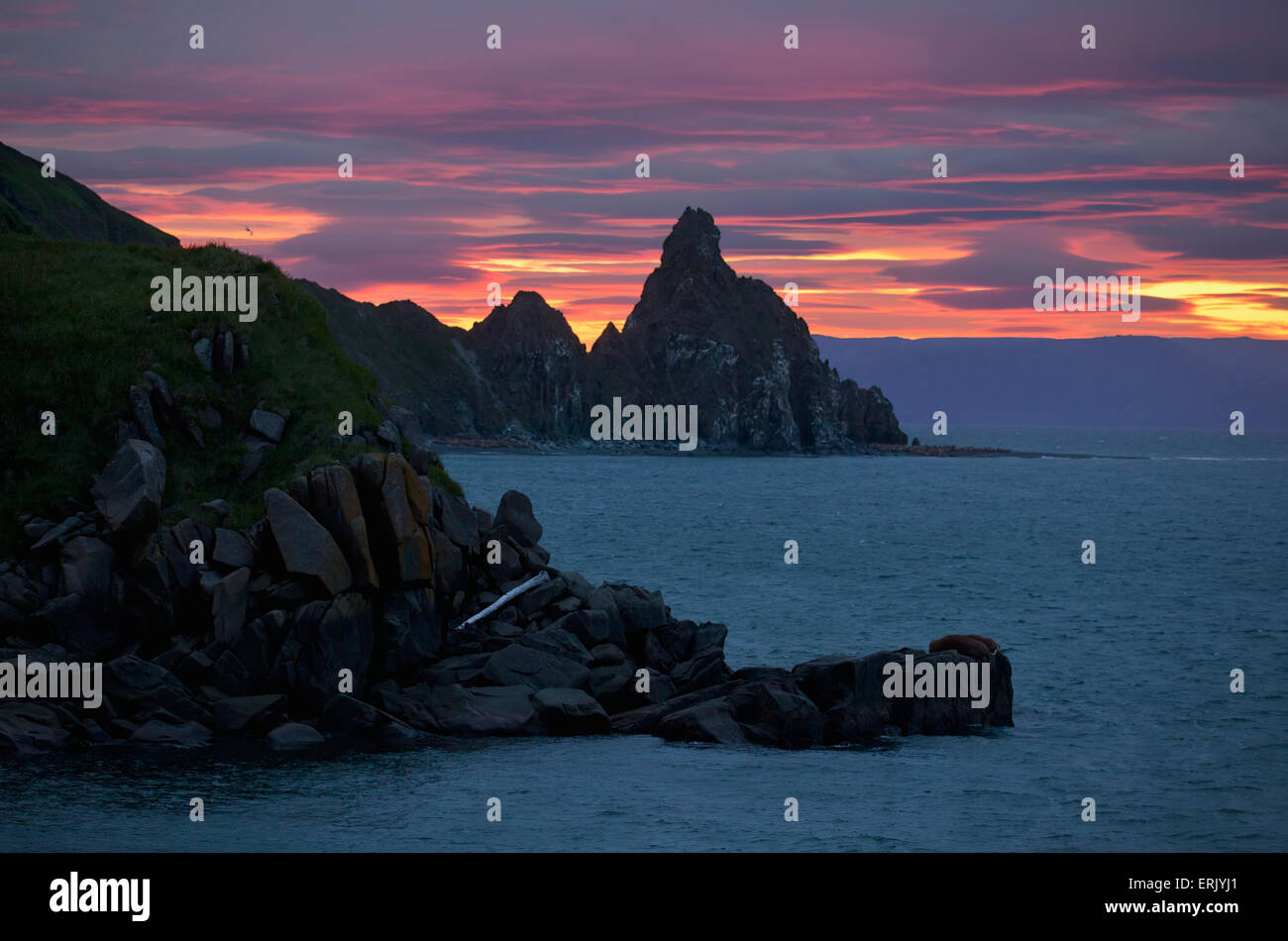 Sunset,USA,Wild,Round Island,Pacific Walrus Stock Photo