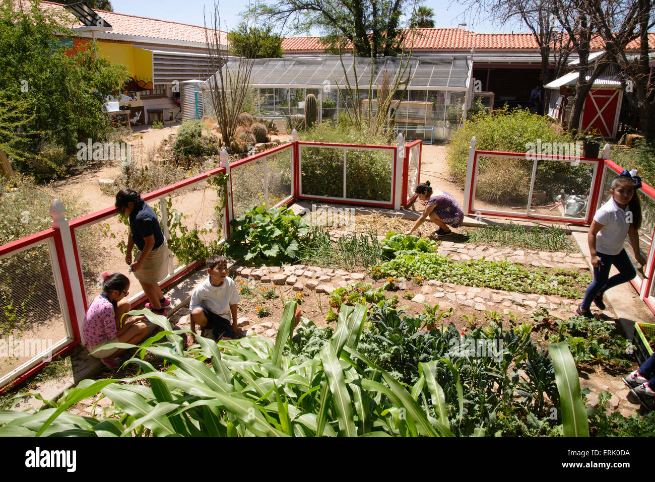 Manzo Elementary School students work in the school's organic garden, Tucson, Arizona, USA. Stock Photo