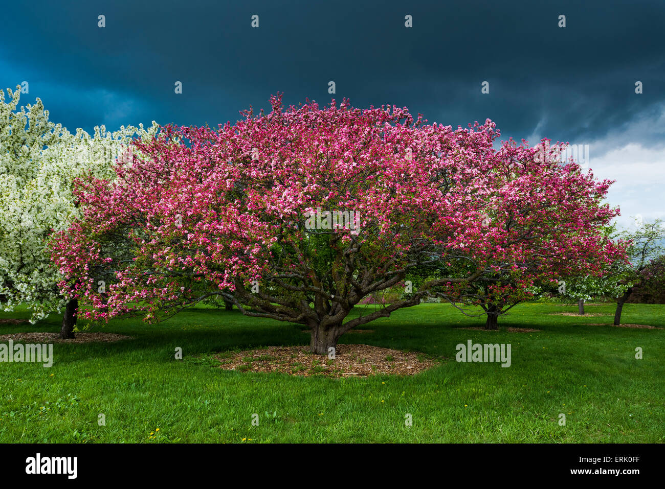 Apple tree in bloom with storm clouds Stock Photo - Alamy