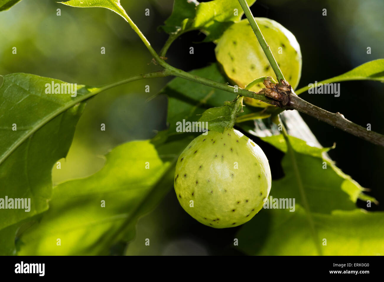 Curated visual reference: Gallery Detail: Oak Apples Are The Homes And Food Source Of Gall