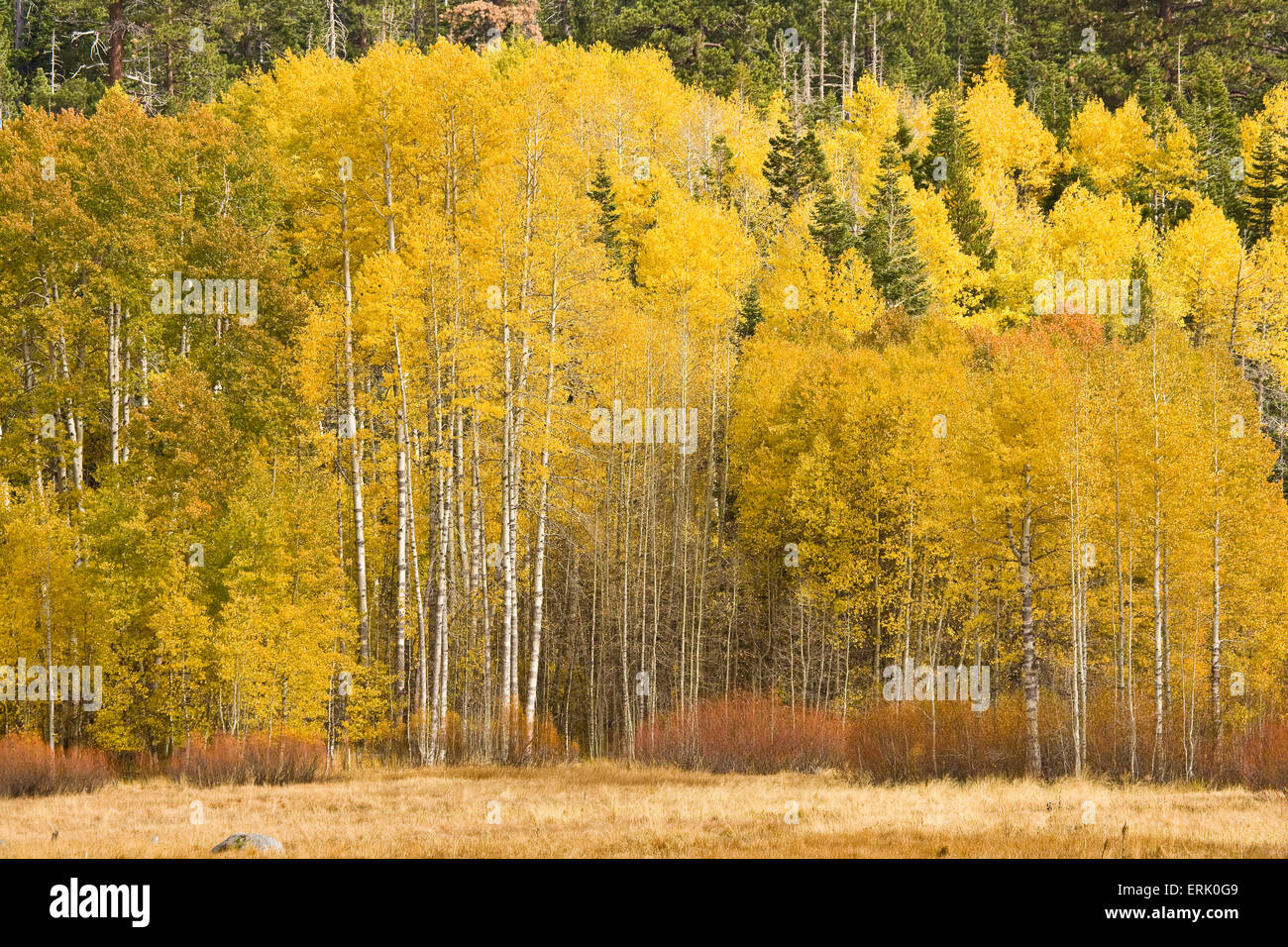 Aspen trees turn golden yellow as Fall progresses Stock Photo Alamy