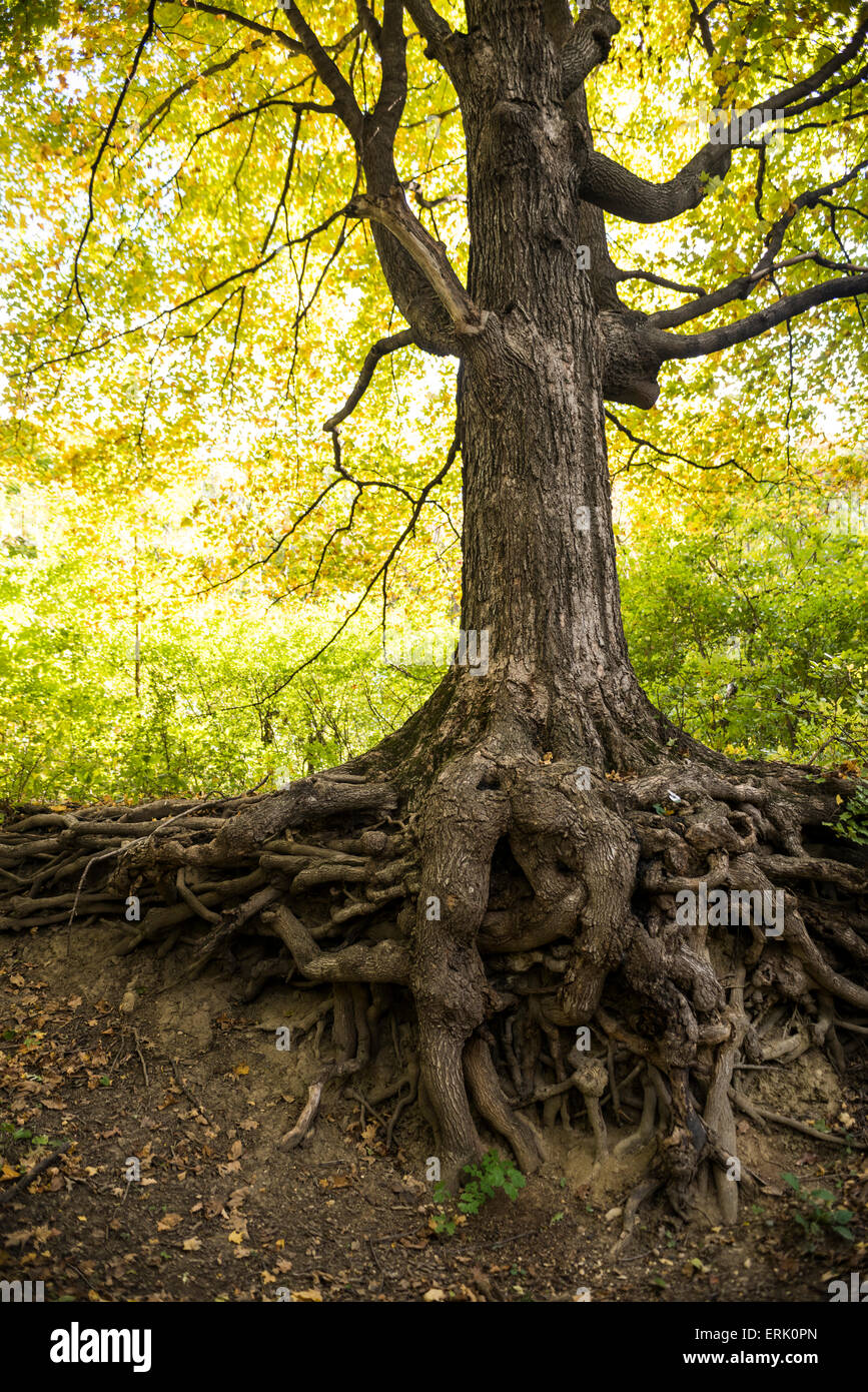 Large maple tree with exposed roots Stock Photo Alamy