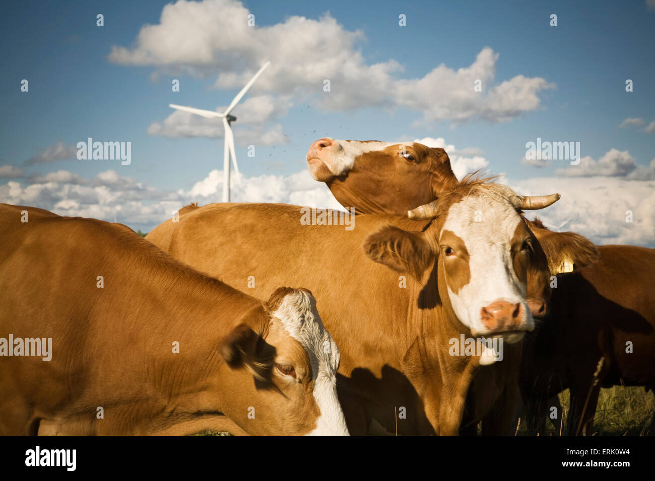 Herd of cows grazing on a farm with a energy generating wind turbine in ...