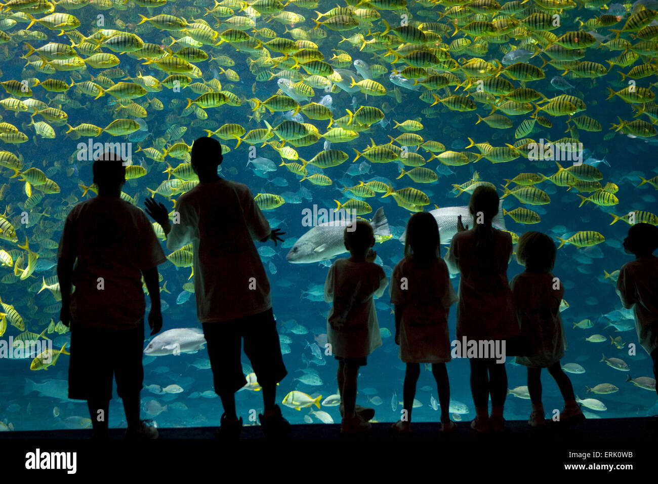 Georgia Aquarium, Atlanta, Georgia. Stock Photo