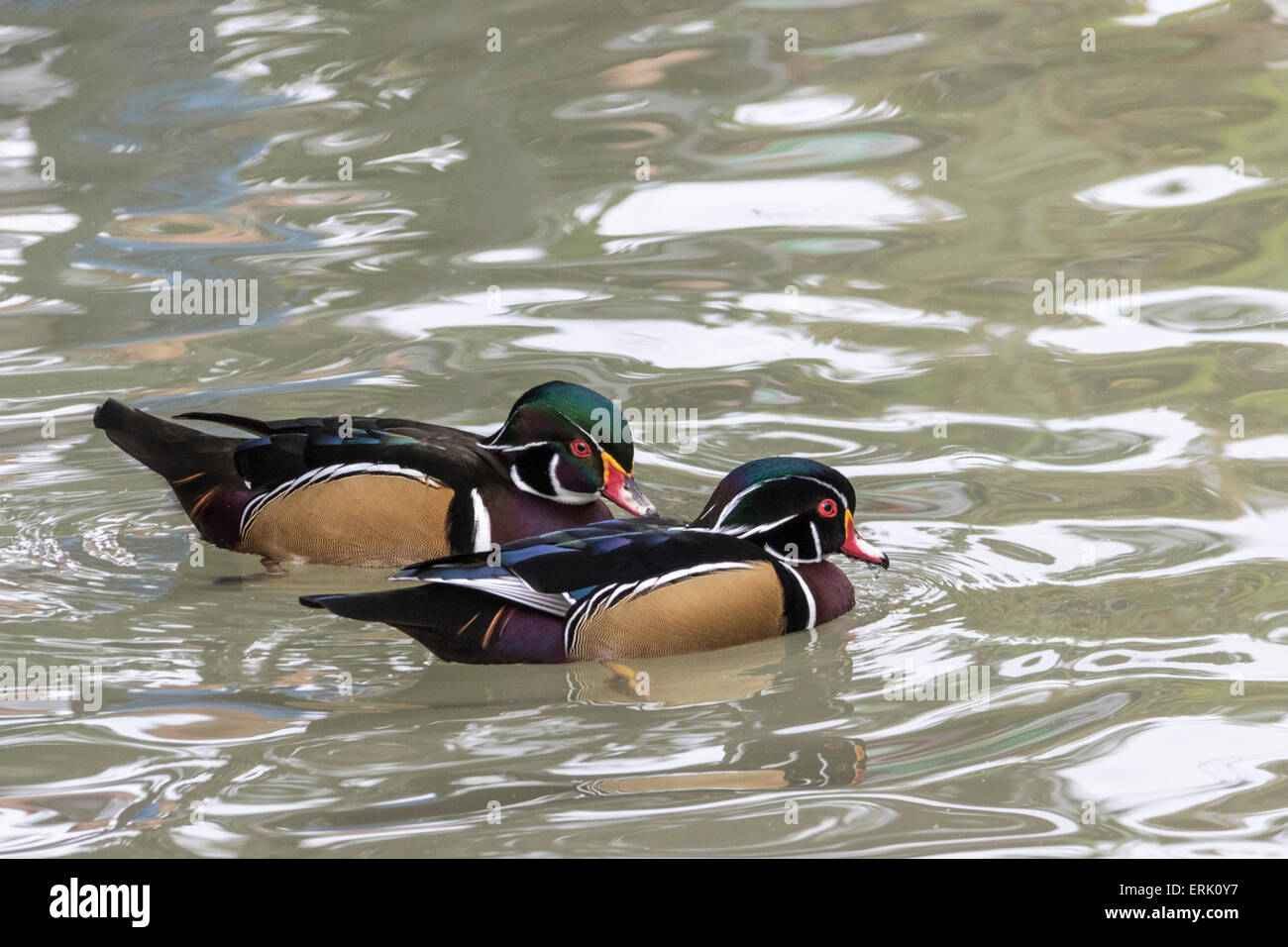 'Wood Ducks' in pond at San Diego Zoo. Stock Photo