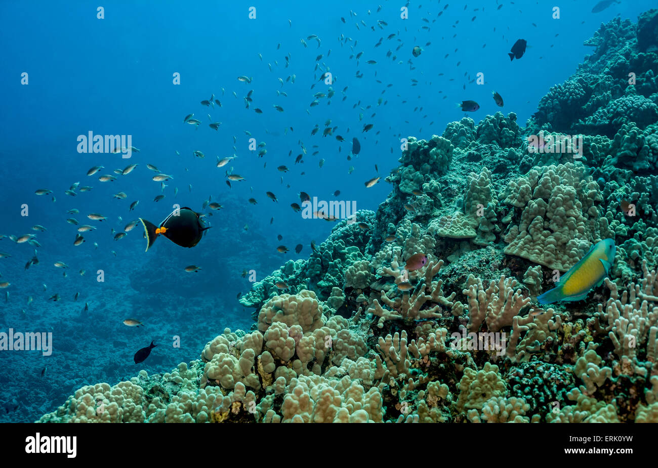Coral reef scene that was photographed under water while scuba diving