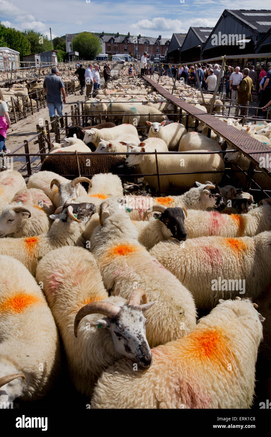 Sheep at the market; Builth Wells, Powys, Wales Stock Photo