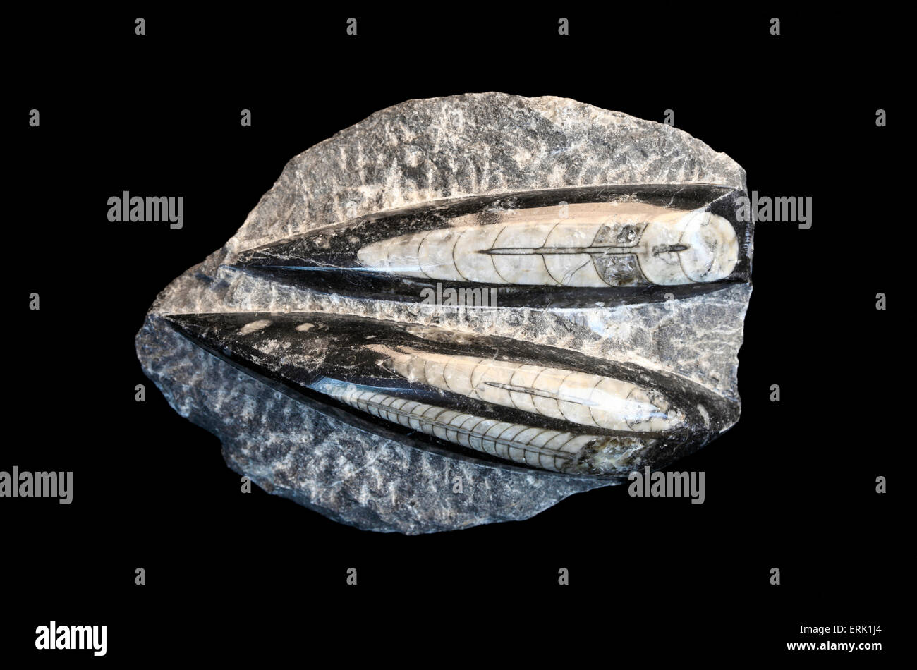 Squid Rocks Squid rock hi-res stock photography and images - Alamy