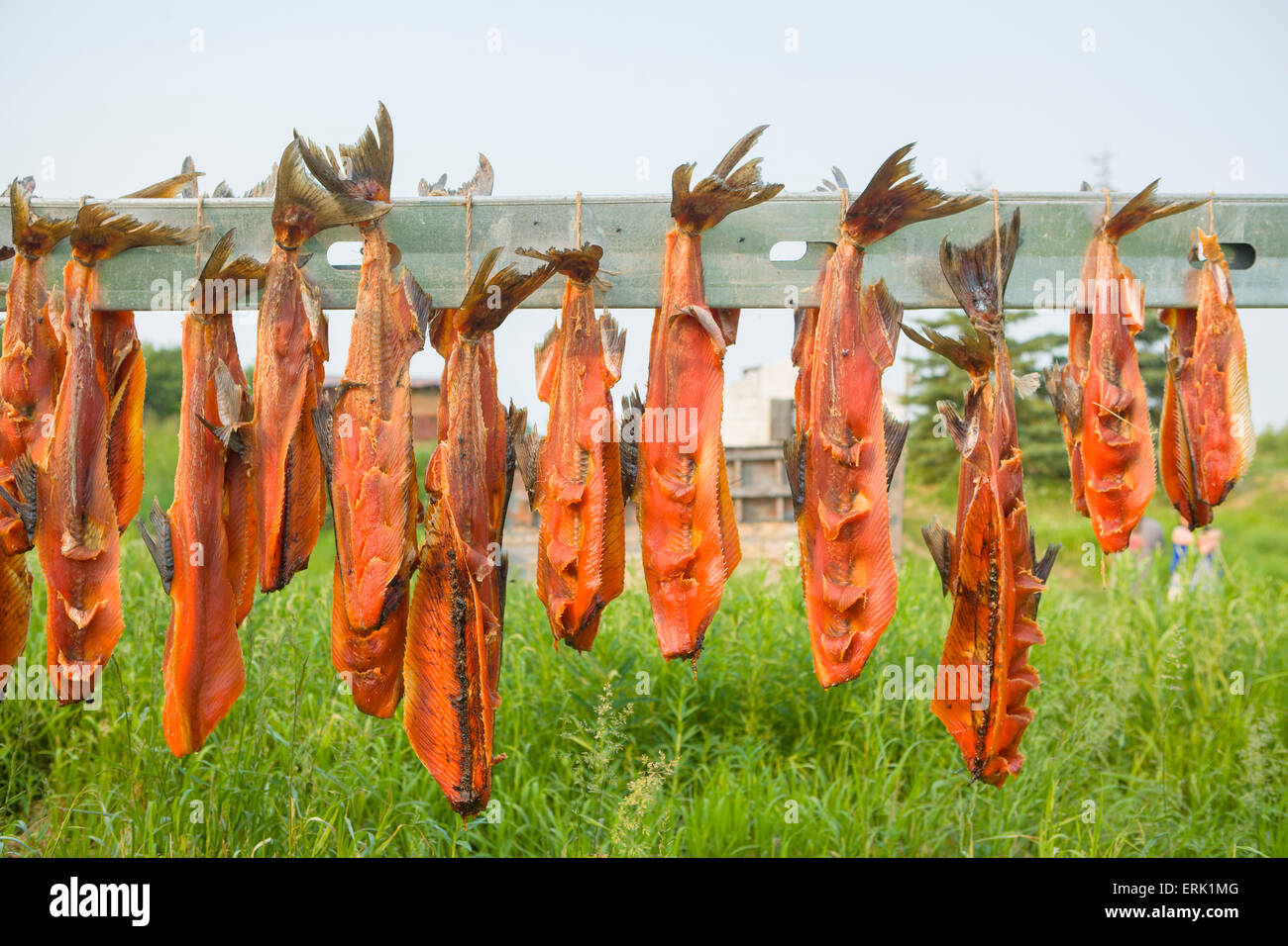 Drying,Alaska,Drying Rack,Chinook Salmon Stock Photo Alamy