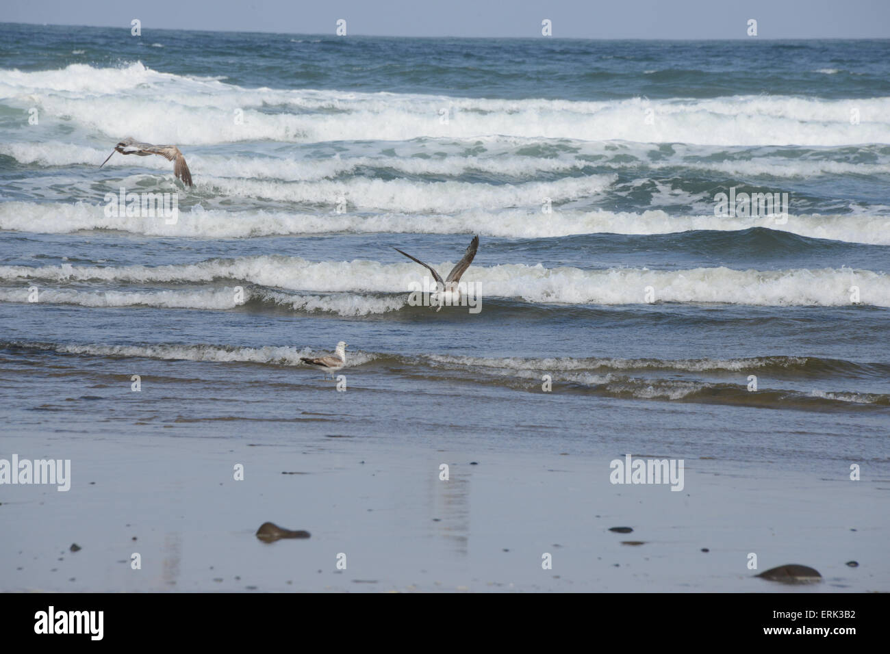 Seagulls, Birds at the beach, Lincoln City, Oregon, USA Stock Photo