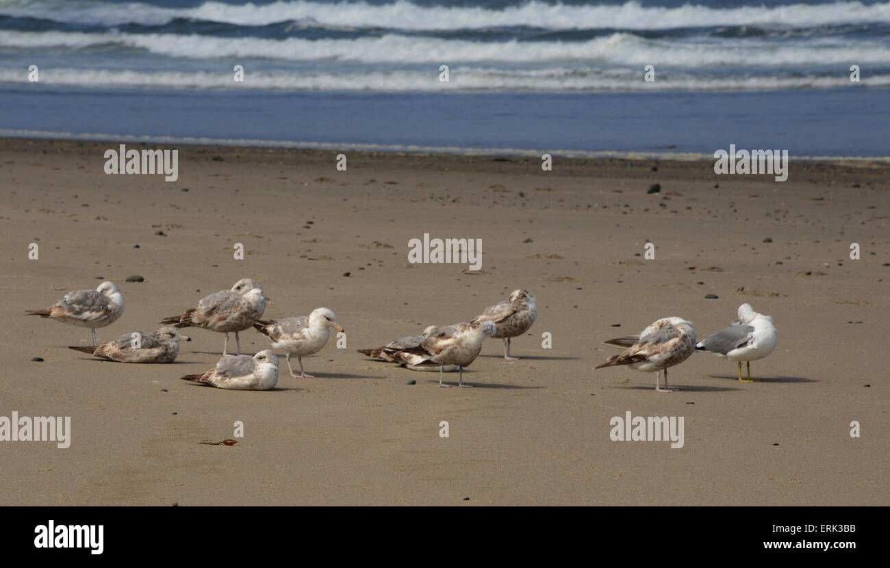 seagulls, Birds at the beach, Lincoln City, Oregon, USA Stock Photo