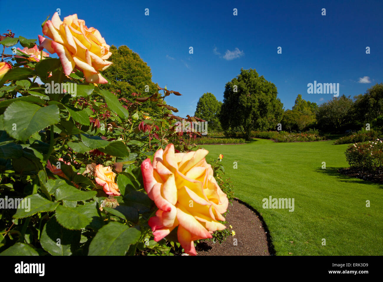 Rogers Rose Garden, Hamilton Gardens, Waikato, North Island, New Zealand Stock Photo Alamy