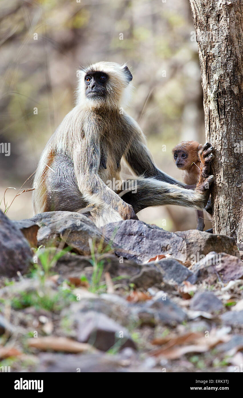 The child of a langur copies what the mother does Stock Photo
