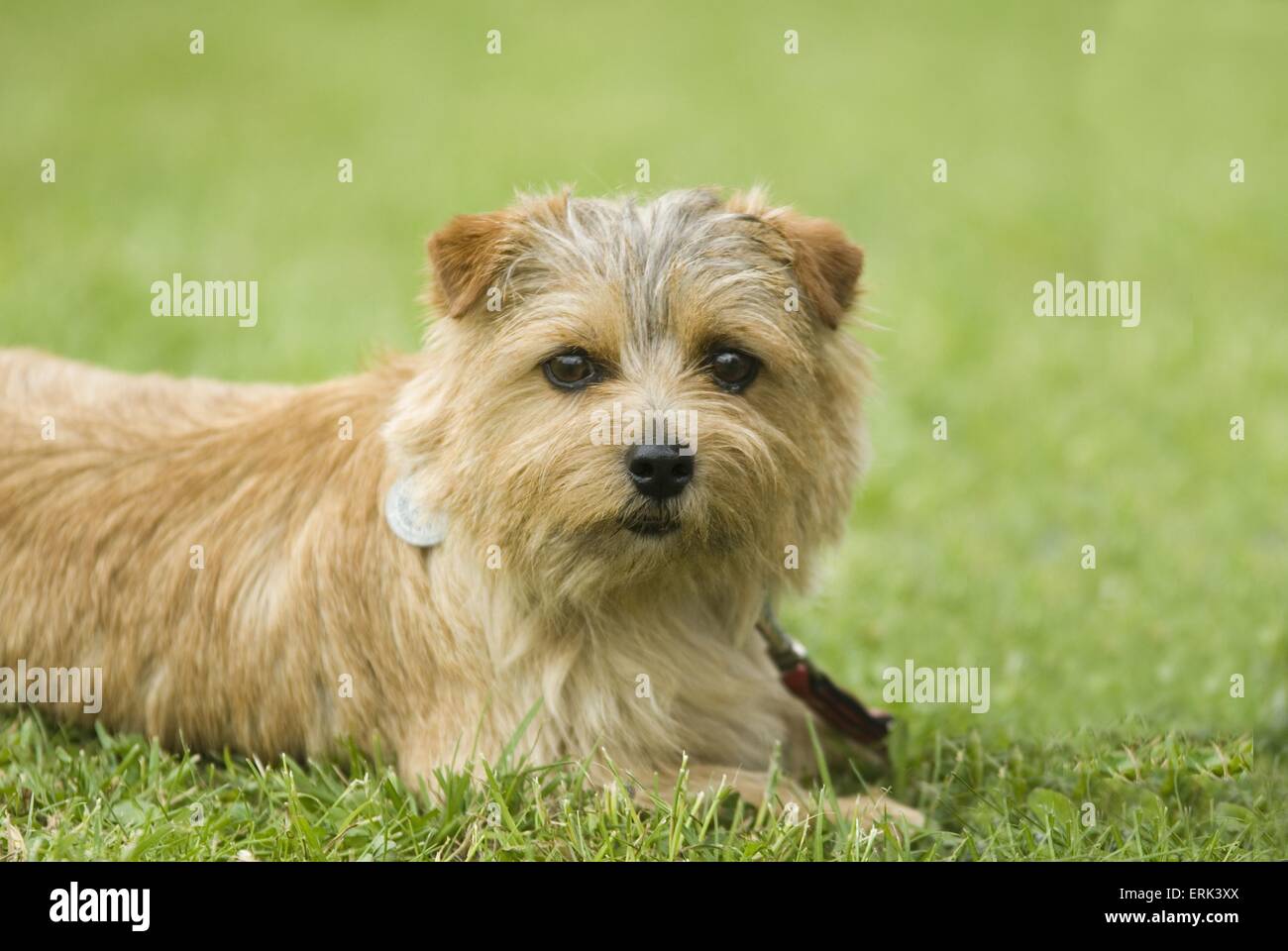 Does The Norfolk Terrier Like To Swim