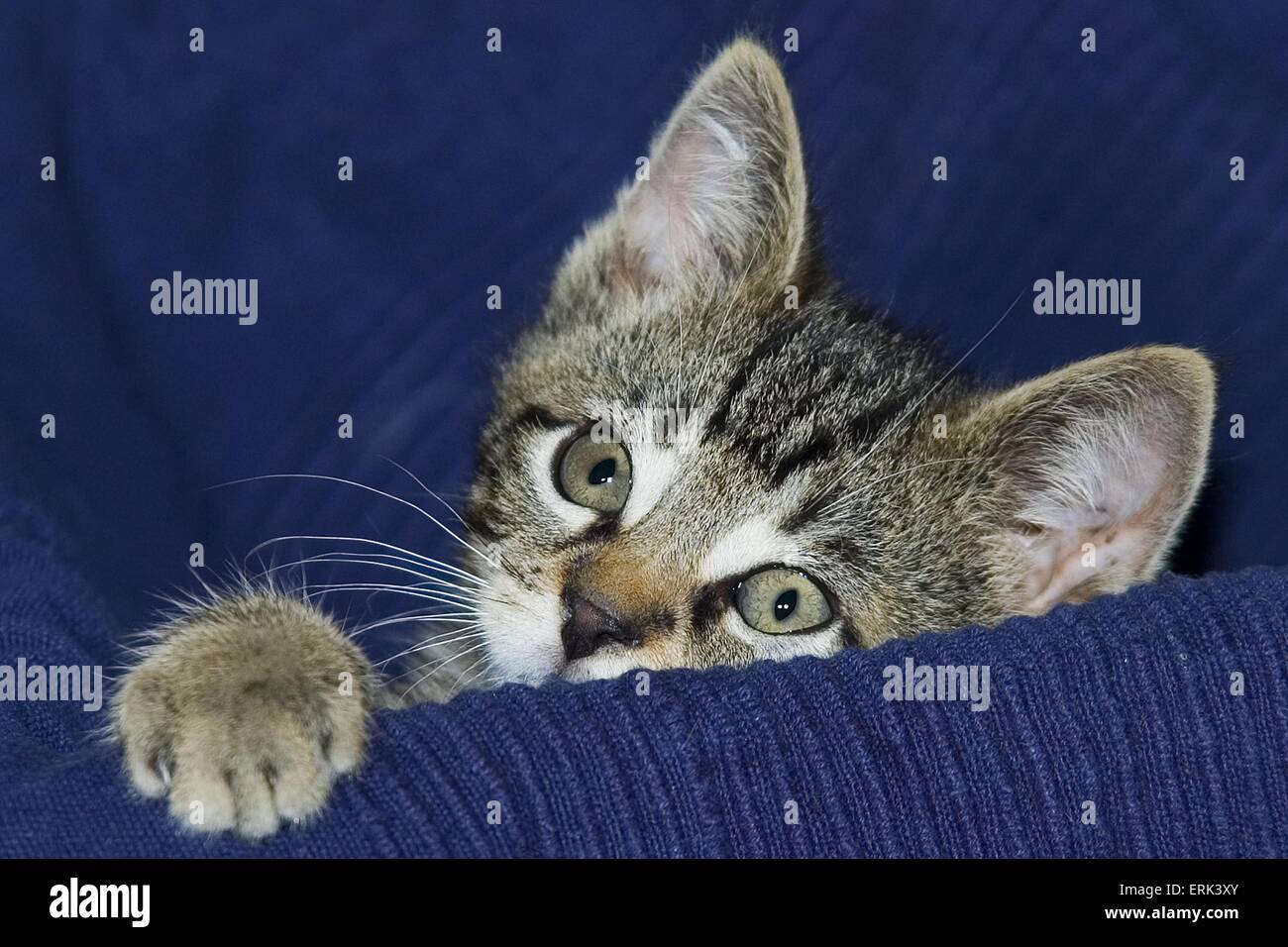 sleeping young cat Stock Photo - Alamy