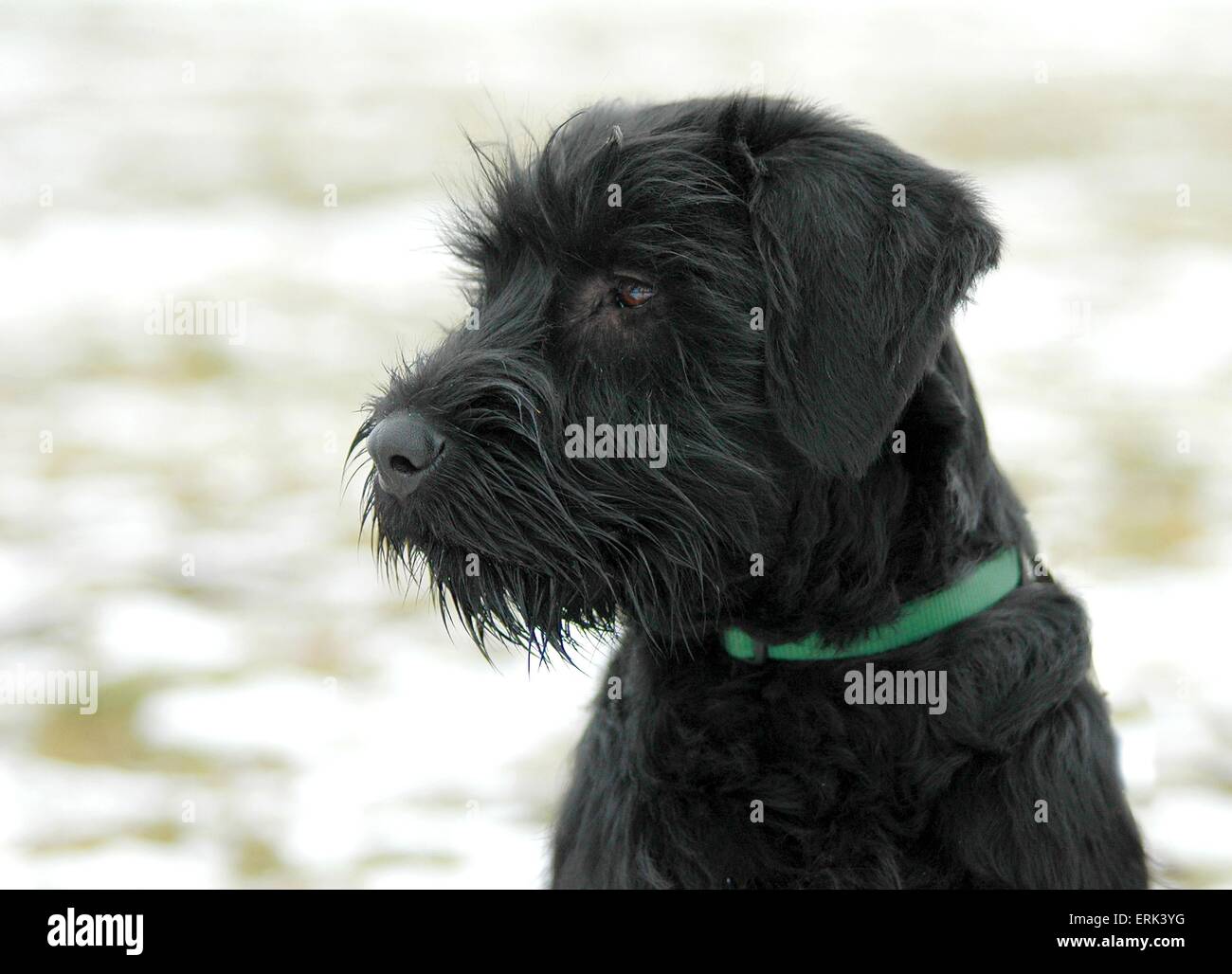 Giant Schnauzer Puppy Stock Photo - Alamy