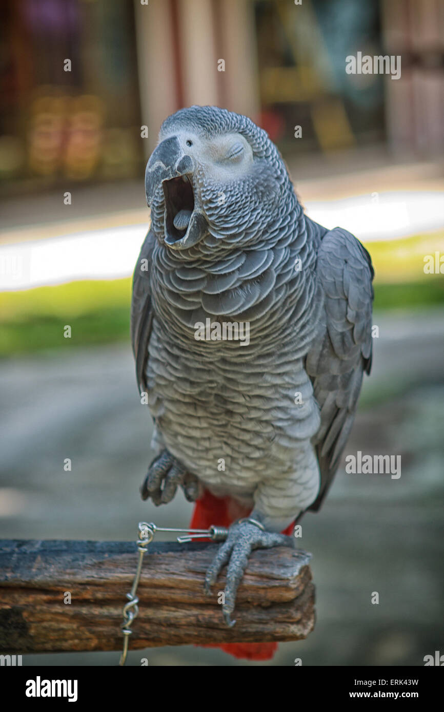 Parrot yawning hires stock photography and images Alamy