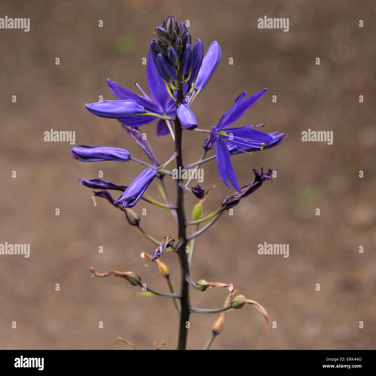 Purple blue Flower, Lincoln City, Oregon Stock Photo Alamy