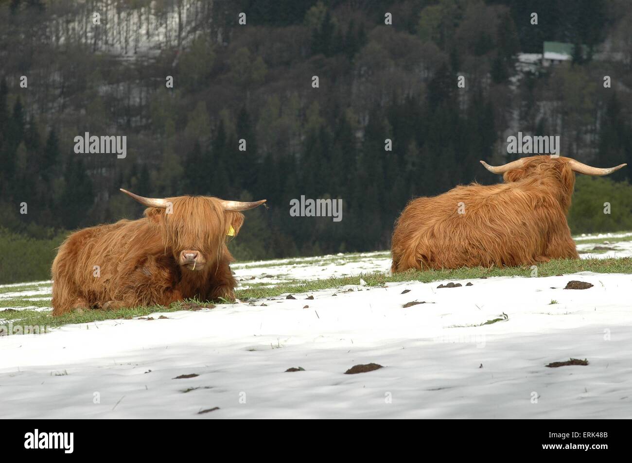 Highland cattles Stock Photo