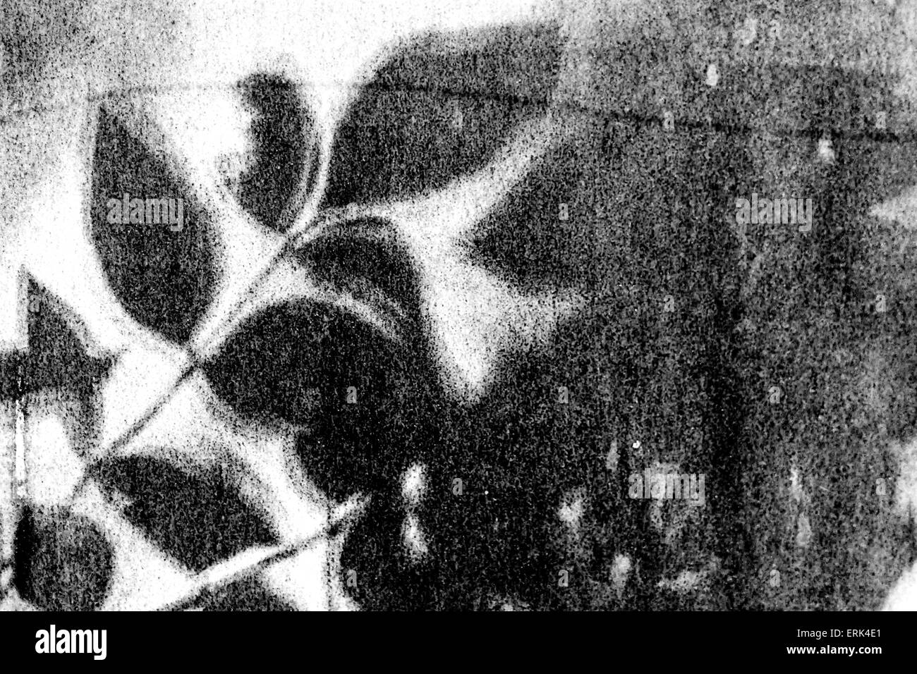 Summer leaves create shadow hi res stock photography and images Alamy Summer leaves create shadow hi res stock photography and images Alamy