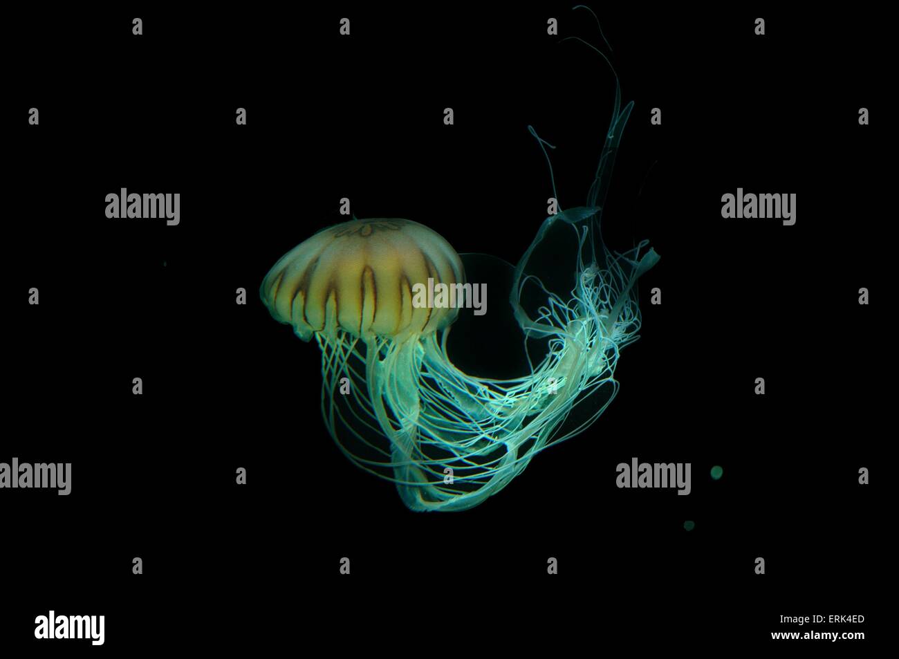sea nettle Stock Photo