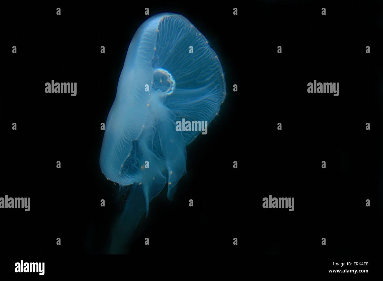 common jellyfish Stock Photo