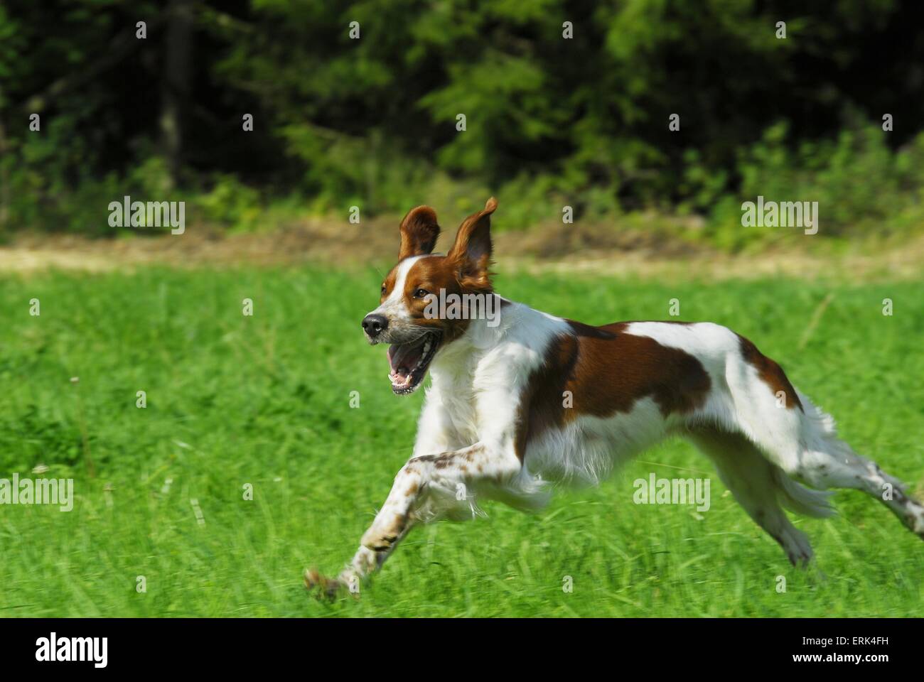 Irish Red And White Setter Stock Photo 83399221 Alamy