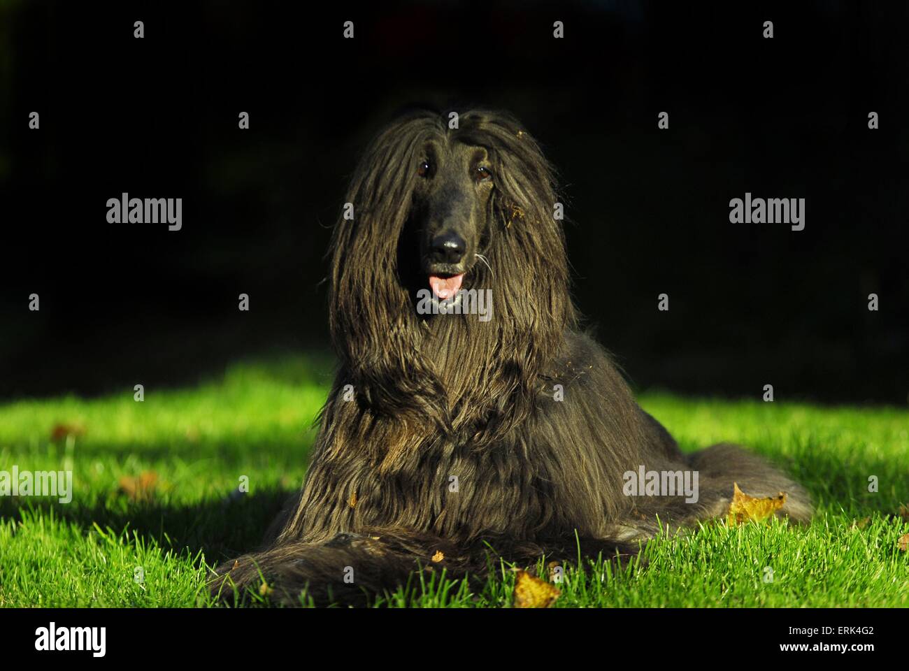 sighthound Stock Photo